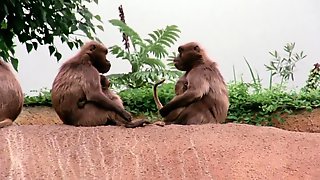 High Def Classics 103 (2K)